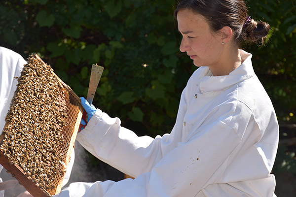 Researcher holding part of the hive from the honey bees