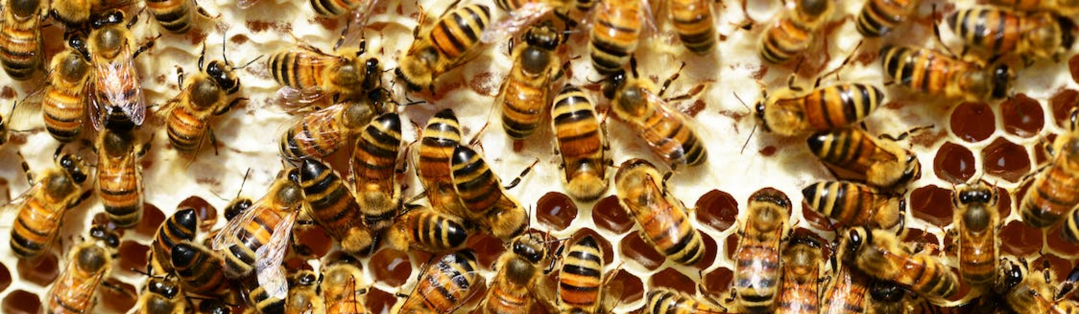 Bee stock photo 