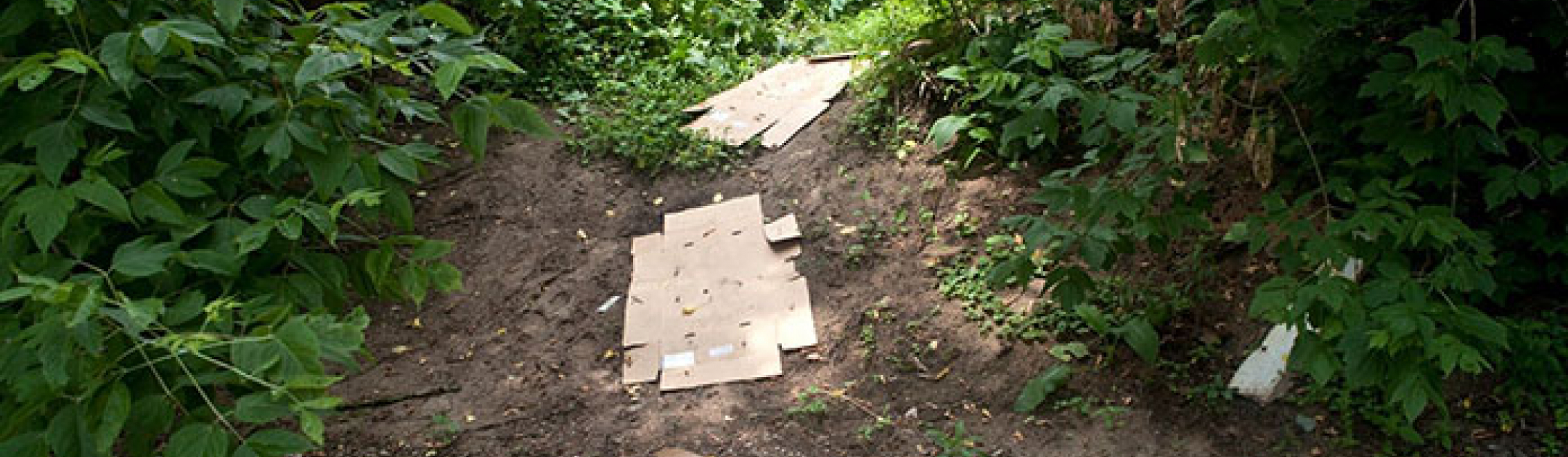 Wooded area with cardboard on the ground in a path 